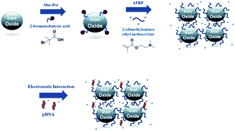 Graphical abstract: One-pot synthesis of PDMAEMA-bound iron oxide nanoparticles for magnetofection