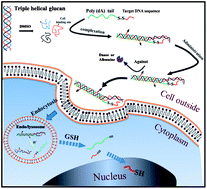 Graphical abstract: A novel gene carrier prepared from triple helical β-glucan and polydeoxyadenylic acid
