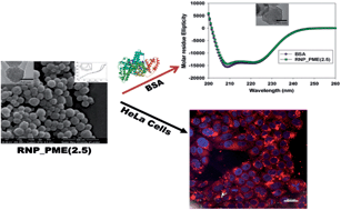 Graphical abstract: Large pore raspberry textured phosphonate@silica nanoparticles for protein immobilization