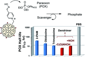 Graphical abstract: Design and mechanistic investigation of oxime-conjugated PAMAM dendrimers as the catalytic scavenger of reactive organophosphate