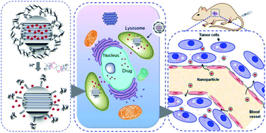 Graphical abstract: A pH-responsive polymer/mesoporous silica nano-container linked through an acid cleavable linker for intracellular controlled release and tumor therapy in vivo