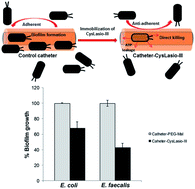 Graphical abstract: Site specific immobilization of a potent antimicrobial peptide onto silicone catheters: evaluation against urinary tract infection pathogens