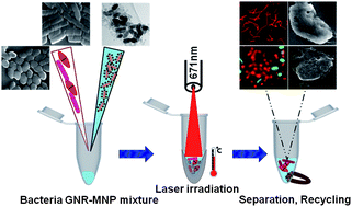 Graphical abstract: Magnetic, optical gold nanorods for recyclable photothermal ablation of bacteria