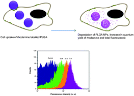 Graphical abstract: A novel approach to monitor intracellular degradation kinetics of poly(lactide-co-glycolide) nanoparticles by means of flow cytometry