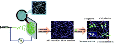 Graphical abstract: Chemically modified electrospun silica nanofibers for promoting growth and differentiation of neural stem cells