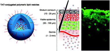Graphical abstract: Development of an efficient transdermal drug delivery system with TAT-conjugated cationic polymeric lipid vesicles
