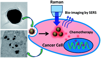 Graphical abstract: Graphene oxide wrapped gold nanoparticles for intracellular Raman imaging and drug delivery