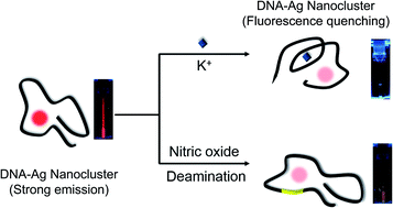 Graphical abstract: DNA-templated silver nanoclusters as label-free, sensitive detection probes for potassium ions and nitric oxide