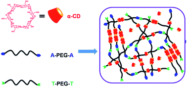 Graphical abstract: Injectable and biodegradable supramolecular hydrogels formed by nucleobase-terminated poly(ethylene oxide)s and α-cyclodextrin