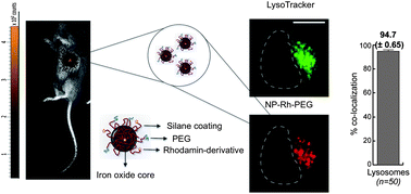 Graphical abstract: Carboxy-silane coated iron oxide nanoparticles: a convenient platform for cellular and small animal imaging
