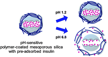 Graphical abstract: Polymer-coated spherical mesoporous silica for pH-controlled delivery of insulin