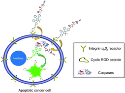 Graphical abstract: Light-up bioprobe with aggregation-induced emission characteristics for real-time apoptosis imaging in target cancer cells