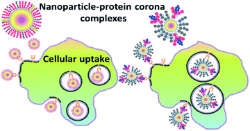 Graphical abstract: Nanoparticle–protein corona complexes govern the biological fates and functions of nanoparticles
