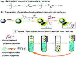 Graphical abstract: Guanidinium functionalized superparamagnetic silica spheres for selective enrichment of phosphopeptides and intact phosphoproteins from complex mixtures