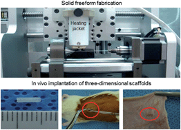Graphical abstract: Preparation of three-dimensional scaffolds by using solid freeform fabrication and feasibility study of the scaffolds