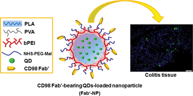 Graphical abstract: Glycoprotein CD98 as a receptor for colitis-targeted delivery of nanoparticles