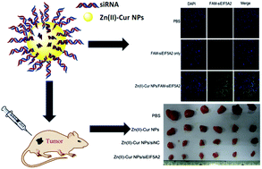 Graphical abstract: Bifunctional pH-sensitive Zn(ii)–curcumin nanoparticles/siRNA effectively inhibit growth of human bladder cancer cells in vitro and in vivo