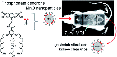 Graphical abstract: Tailored biological retention and efficient clearance of pegylated ultra-small MnO nanoparticles as positive MRI contrast agents for molecular imaging