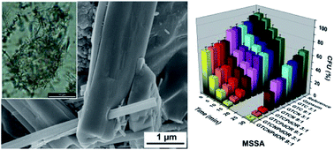 Graphical abstract: Titania nanofibers in gypsum composites: an antibacterial and cytotoxicology study