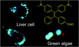 Graphical abstract: A highly selective AIE fluorogen for lipid droplet imaging in live cells and green algae