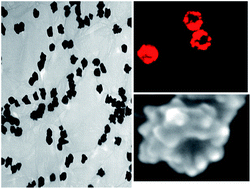 Graphical abstract: Multifunctional hybrid graphene oxide for label-free detection of malignant melanoma from infected blood