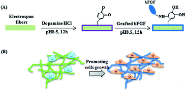 Graphical abstract: bFGF-grafted electrospun fibrous scaffolds via poly(dopamine) for skin wound healing