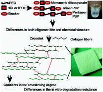 Graphical abstract: Synthesis and characterization of protected oligourethanes as crosslinkers of collagen-based scaffolds