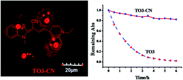 Graphical abstract: A bright red fluorescent cyanine dye for live-cell nucleic acid imaging, with high photostability and a large Stokes shift
