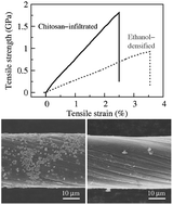 Graphical abstract: Enhancing interfacial adhesion and functionality of carbon nanotube fibers with depolymerized chitosan