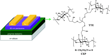 Graphical abstract: High performance organic field-effect transistors using cyanoethyl pullulan (CEP) high-k polymer cross-linked with trimethylolpropane triglycidyl ether (TTE) at low temperatures