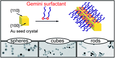 Graphical abstract: Anisotropic growth of gold nanoparticles using cationic gemini surfactants: effects of structure variations in head and tail groups