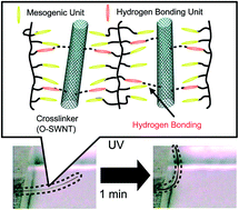 Graphical abstract: Enhancement of mechanical stability in hydrogen-bonded photomobile materials with chemically modified single-walled carbon nanotubes