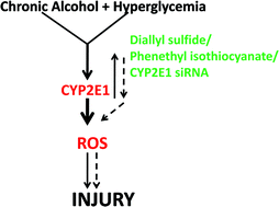 Graphical abstract: Chronic ethanol and high glucose inducible CYP2E1 mediated oxidative stress leads to greater cellular injury in VL-17A cells: a potential mechanism for liver injury due to chronic alcohol consumption and hyperglycemia
