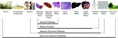 Graphical abstract: The role of chemistry in developing understanding of adverse outcome pathways and their application in risk assessment