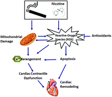 Graphical abstract: Nicotine, cigarette smoking and cardiac function: an update