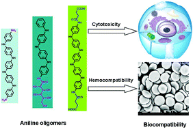 Graphical abstract: Biocompatibility evaluation of aniline oligomers with different end-functional groups