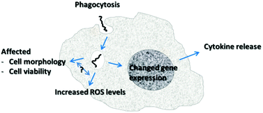 Graphical abstract: The toxic effects of single-walled carbon nanotubes are linked to the phagocytic ability of cells