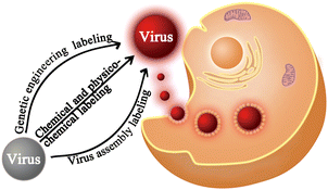 Graphical abstract: Progress on the labeling and single-particle tracking technologies of viruses