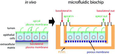 Graphical abstract: Microfluidic approaches for epithelial cell layer culture and characterisation