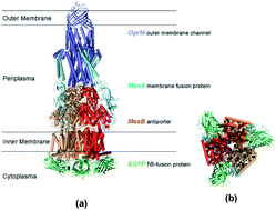 Graphical abstract: Design and study of the efflux function of the EGFP fused MexAB-OprM membrane transporter in Pseudomonas aeruginosa using fluorescence spectroscopy