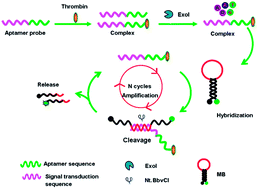 Graphical abstract: Aptamer-based exonuclease protection and enzymatic recycling cleavage amplification homogeneous assay for the highly sensitive detection of thrombin