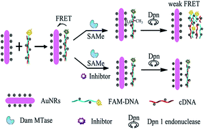 Graphical abstract: Gold nanorods-based FRET assay for ultrasensitive detection of DNA methylation and DNA methyltransferase activity