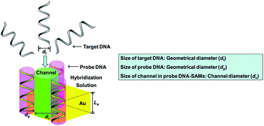 Graphical abstract: Size-fitting effect for hybridization of DNA/mercaptohexanol mixed monolayers on gold