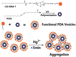 Graphical abstract: Sensitive naked-eye detection of Hg2+ based on the aggregation and filtration of thymine functionalized vesicles caused by selective interaction between thymine and Hg2+