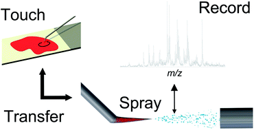 Graphical abstract: Touch spray mass spectrometry for in situ analysis of complex samples
