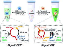 Graphical abstract: A label-free activatable aptamer probe for colorimetric detection of cancer cells based on binding-triggered in situ catalysis of split DNAzyme