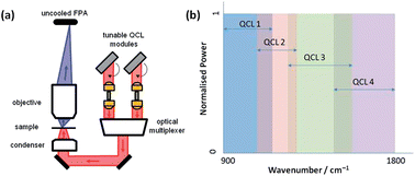Graphical abstract: Large scale infrared imaging of tissue micro arrays (TMAs) using a tunable Quantum Cascade Laser (QCL) based microscope