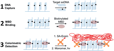 Graphical abstract: Evaluating the sensitivity of hybridization-based epigenotyping using a methyl binding domain protein