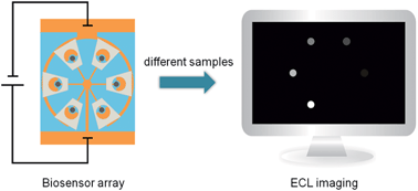 Graphical abstract: A novel biosensor array with a wheel-like pattern for glucose, lactate and choline based on electrochemiluminescence imaging