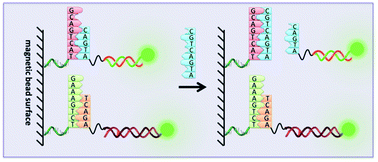 Graphical abstract: Sequence selective capture, release and analysis of DNA using a magnetic microbead-assisted toehold-mediated DNA strand displacement reaction